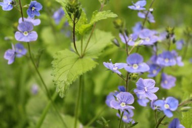 Bahçedeki güzel çiçekler