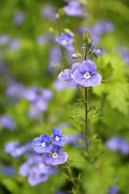 Bahçedeki güzel çiçekler