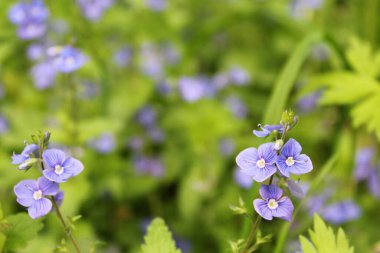 Bahçedeki güzel çiçekler