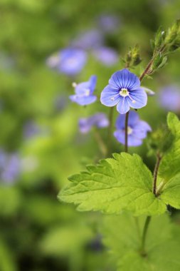 Bahçedeki güzel çiçekler