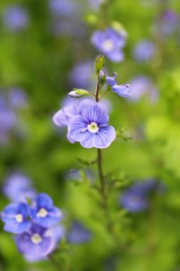Bahçedeki güzel çiçekler