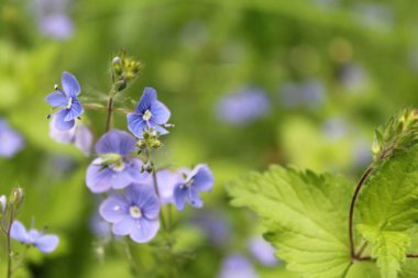 Yeşil arka planda mavi çiçekler