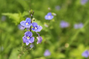 Bahçedeki güzel çiçekler