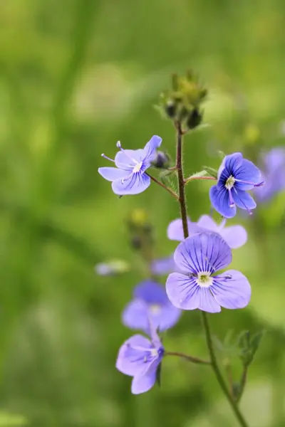 Bahçedeki güzel çiçekler