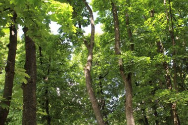 Parktaki yeşil ağaçlar, parktaki güzel orman manzarası.