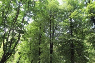 Parktaki yeşil ağaçlar, parktaki güzel orman manzarası.