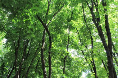 Parktaki yeşil ağaçlar, parktaki güzel orman manzarası.