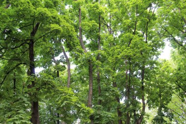 Parktaki yeşil ağaçlar, parktaki güzel orman manzarası.