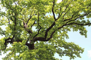Güzel yeşil meşe ağacı, ormanda yeşil yapraklar