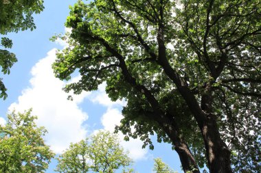 Baharda parkta yeşil kestane ağaçları ve beyaz çiçekler