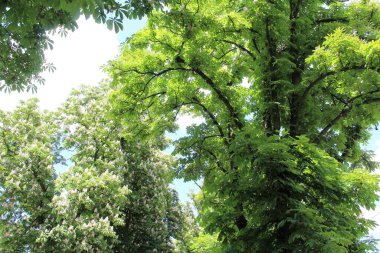 Baharda parkta yeşil kestane ağaçları ve beyaz çiçekler