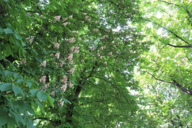 Baharda parkta yeşil kestane ağaçları ve beyaz çiçekler