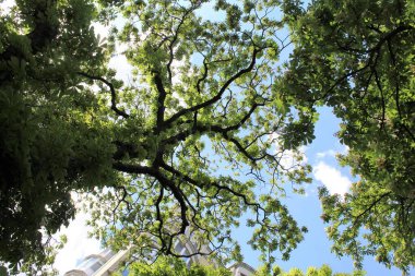 Baharda parkta yeşil kestane ağaçları ve beyaz çiçekler