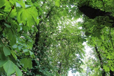 Baharda parkta yeşil kestane ağaçları ve beyaz çiçekler