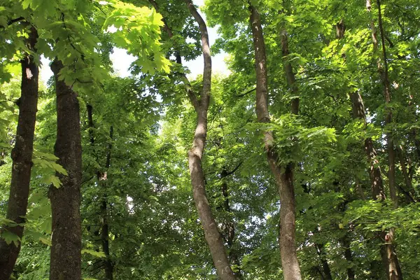 Parktaki yeşil ağaçlar, parktaki güzel orman manzarası.