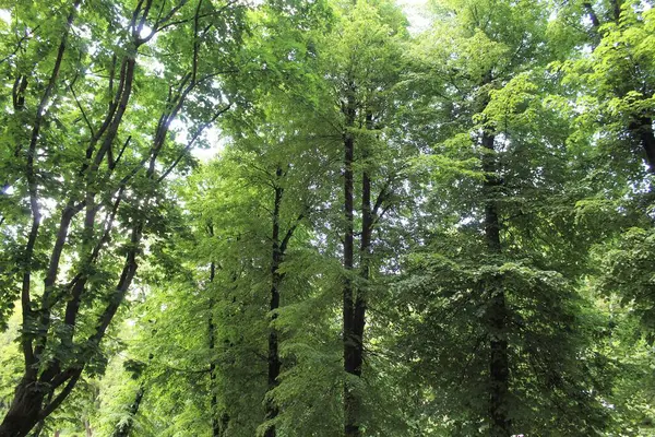 Parktaki yeşil ağaçlar, parktaki güzel orman manzarası.