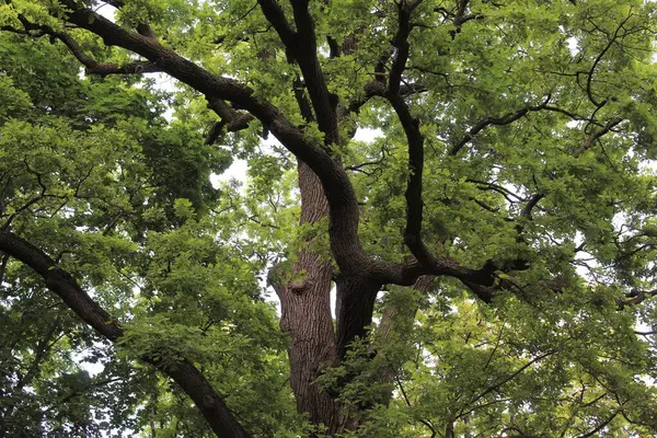 Güzel yeşil meşe ağacı, ormandaki ağaç, bitki ve doğa.