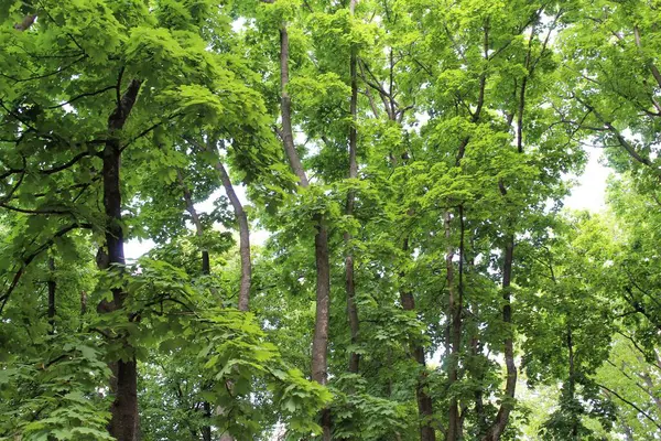 Parktaki yeşil ağaçlar, parktaki güzel orman manzarası.