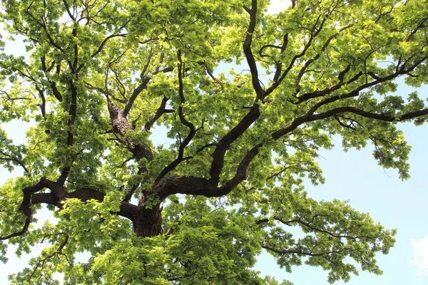 Güzel yeşil meşe ağacı, ormanda yeşil yapraklar