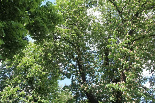 Baharda parkta yeşil kestane ağaçları ve beyaz çiçekler