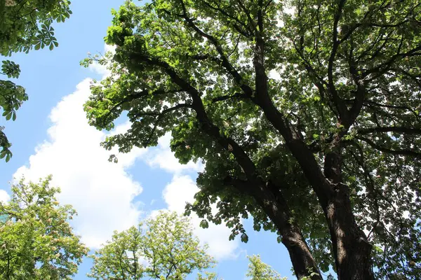 Baharda parkta yeşil kestane ağaçları ve beyaz çiçekler
