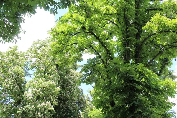 Baharda parkta yeşil kestane ağaçları ve beyaz çiçekler