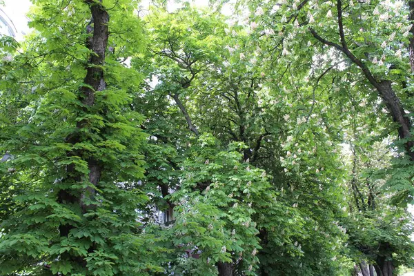 Baharda parkta yeşil kestane ağaçları ve beyaz çiçekler