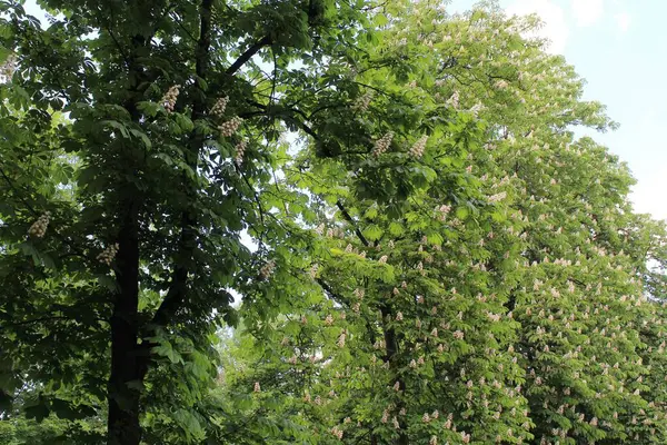 Baharda parkta yeşil kestane ağaçları ve beyaz çiçekler
