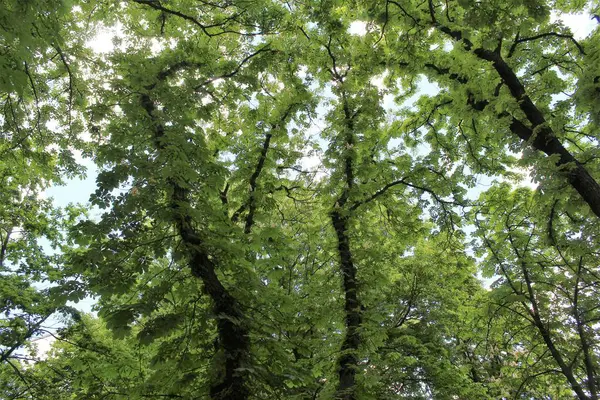 Baharda parkta yeşil kestane ağaçları ve beyaz çiçekler