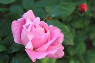 Bahçedeki güzel pembe güller