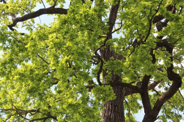 Güzel yeşil meşe yapayalnız.