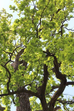 Ormanda yeşil yapraklar