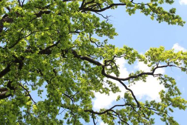 Ormanın güzel manzarası