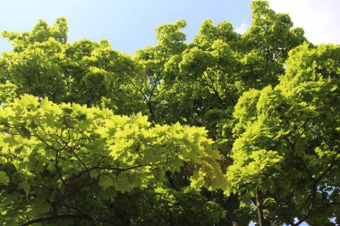 Bahçede yeşil yapraklar