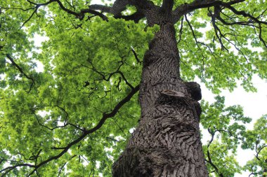 Güzel yeşil meşe ağacı ve mavi gökyüzü