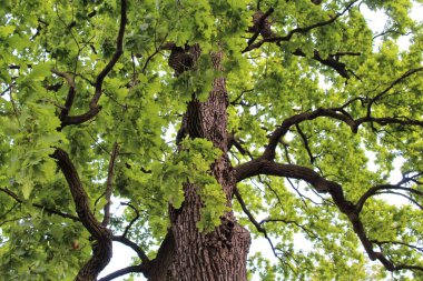 Güzel yeşil meşe ağacı ve mavi gökyüzü