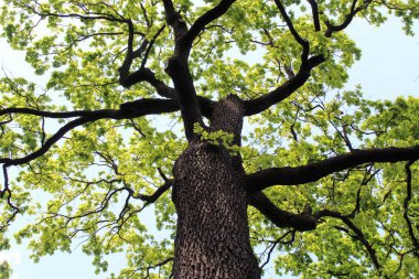 Güzel yeşil meşe ağacı ve mavi gökyüzü