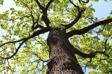 Güzel yeşil meşe ağacı ve mavi gökyüzü