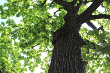 Güzel yeşil meşe ağacı ve mavi gökyüzü