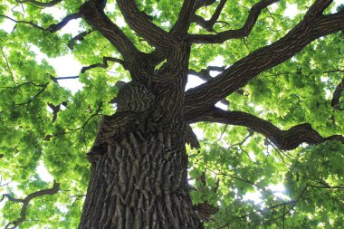 Güzel yeşil meşe ağacı ve mavi gökyüzü