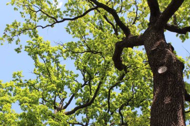 Güzel yeşil meşe ağacı ve mavi gökyüzü
