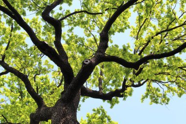 Güzel yeşil meşe ağacı ve mavi gökyüzü