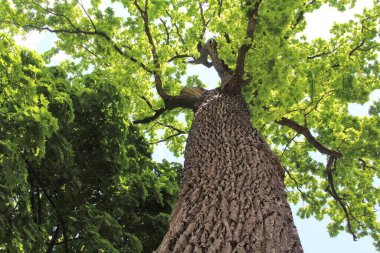 Güzel yeşil meşe ağacı ve mavi gökyüzü