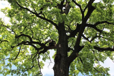 Güzel yeşil meşe ağacı ve mavi gökyüzü