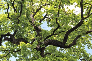 Güzel yeşil meşe ağacı ve mavi gökyüzü