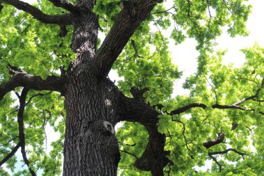 Güzel yeşil meşe ağacı ve mavi gökyüzü