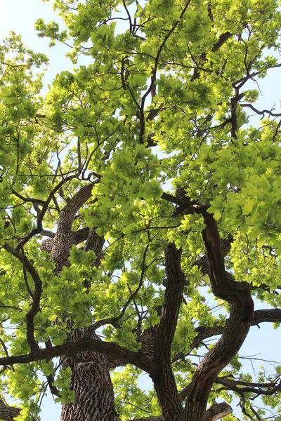 Ormanda yeşil yapraklar