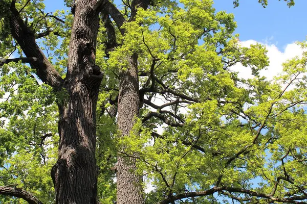Ormandaki yeşil ağaç
