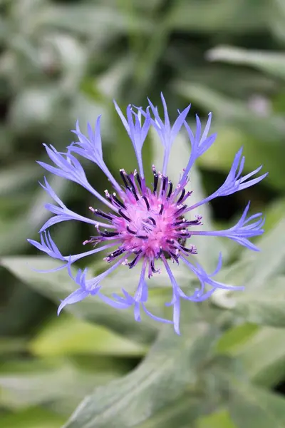 Bahçedeki güzel çiçekler