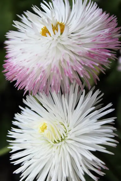 Bahçedeki güzel çiçekler